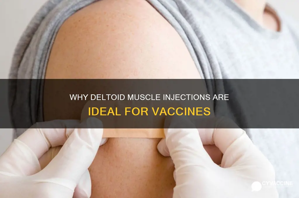 why are vaccines injected into the deltoid muscle