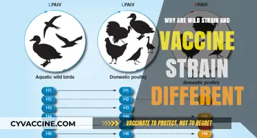Wild vs. Vaccine Strains: Key Differences and Their Impact Explained