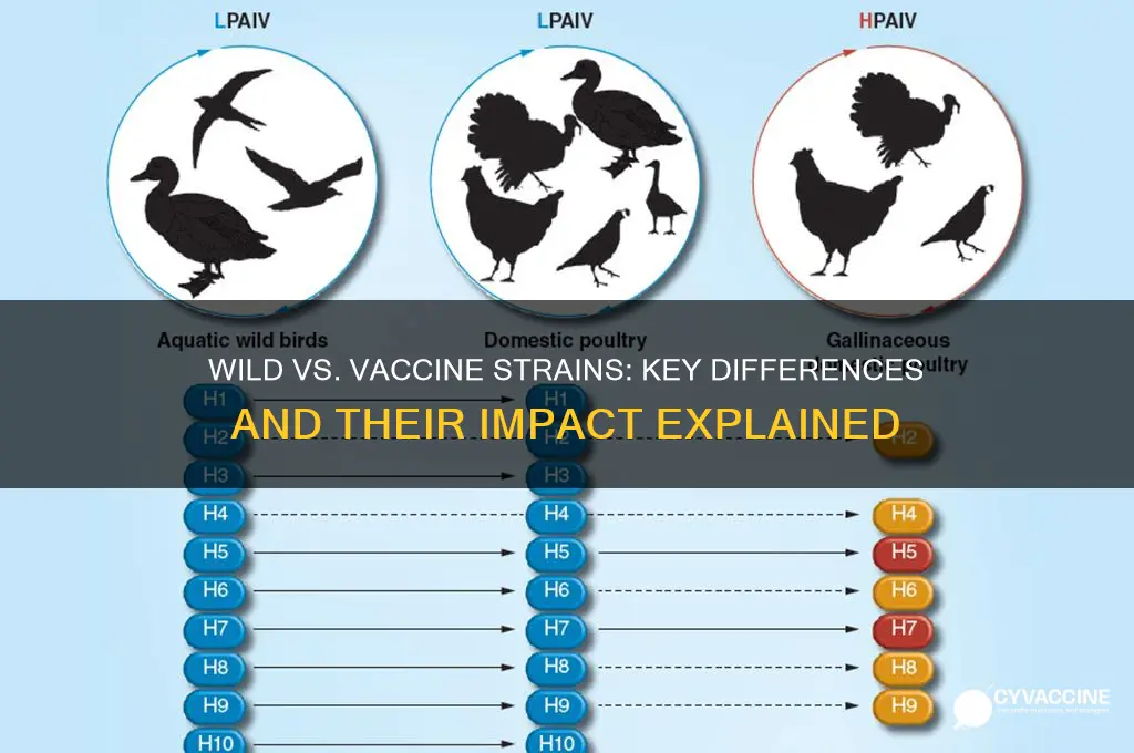 why are wild strain and vaccine strain different