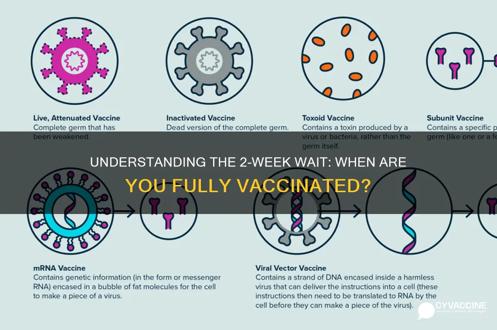 why are you considered fully vaccinated after 2 weeks