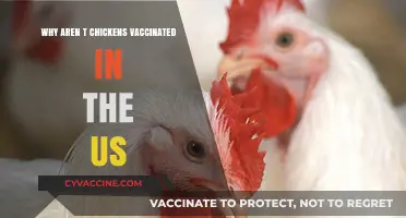 Why US Chickens Lack Vaccinations: Uncovering the Agricultural Practices