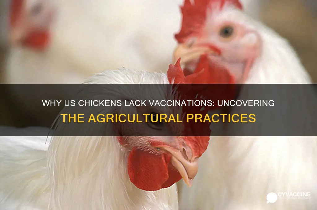why aren t chickens vaccinated in the us