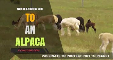 Protecting Alpacas: The Importance of Vaccine CB&T for Their Health