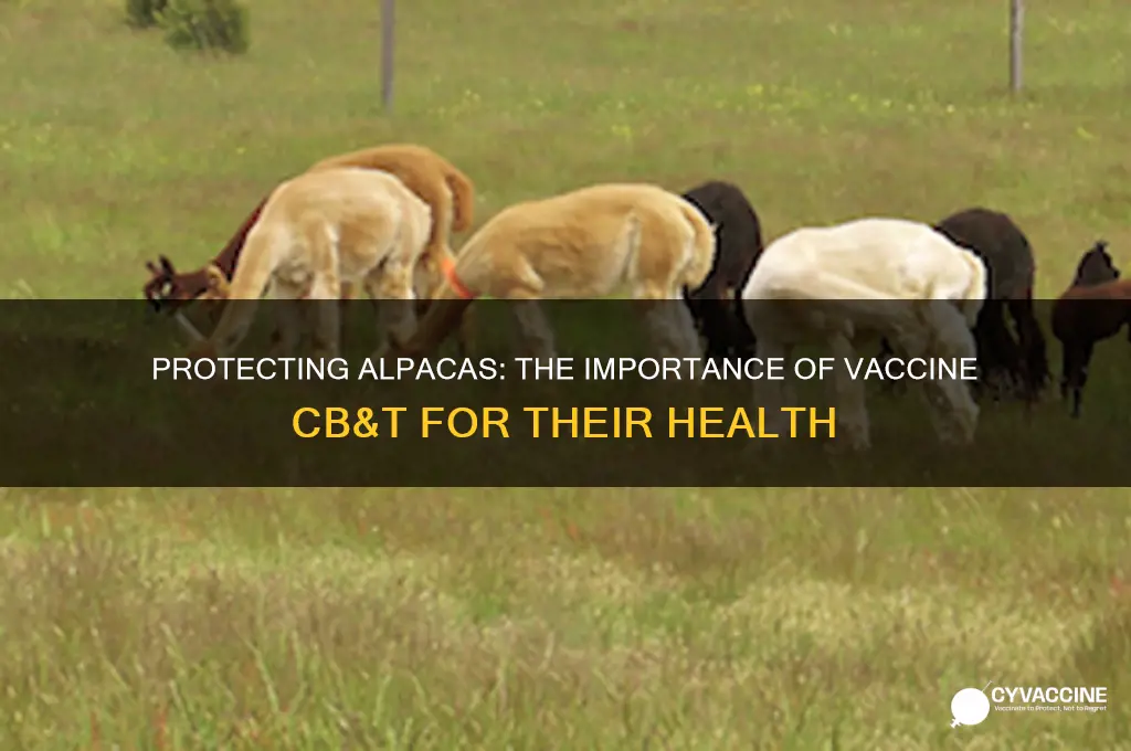 why do a vaccine cb&t to an alpaca