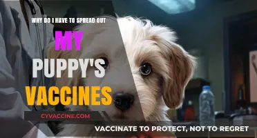 Spreading Out Puppy Vaccines: Why It's Essential for Their Health