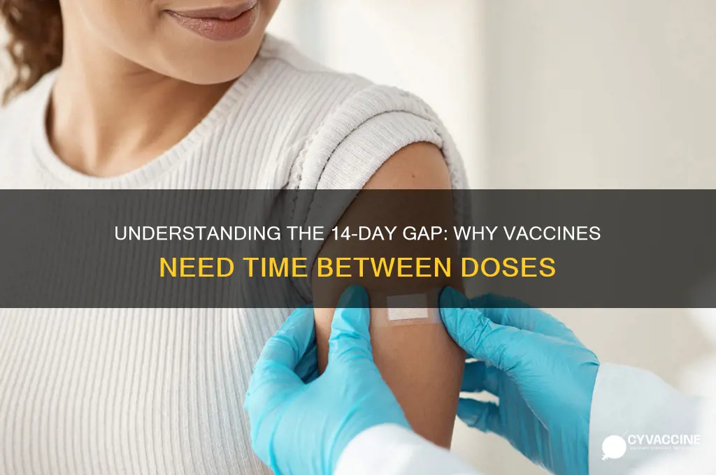why do i have to wait 14 days between vaccines
