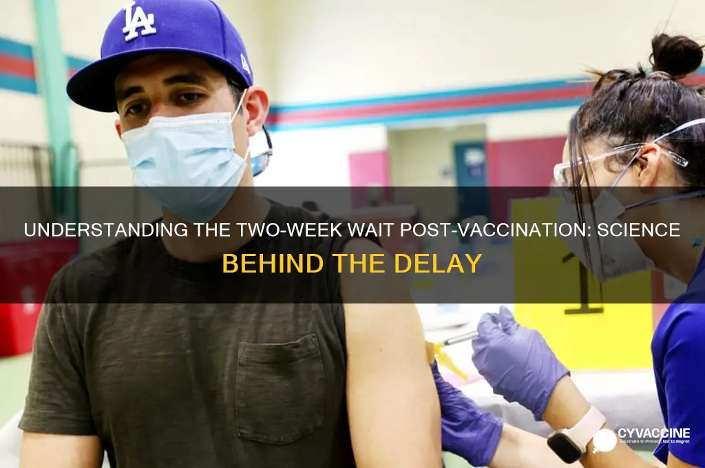 why do i have to wait 2 weeks after vaccine
