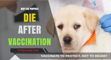 Understanding Puppy Deaths Post-Vaccination: Causes, Prevention, and Care