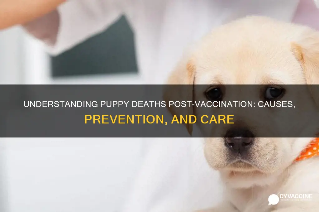 why do puppies die after vaccination