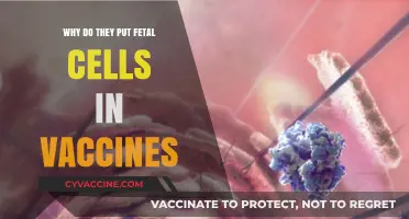 Fetal Cells in Vaccines: Debunking Myths and Understanding Their Role