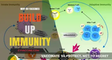 How Vaccines Strengthen Immunity: Understanding Their Protective Power