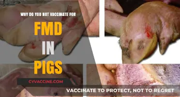 Understanding the Reasons Behind No FMD Vaccination in Pigs