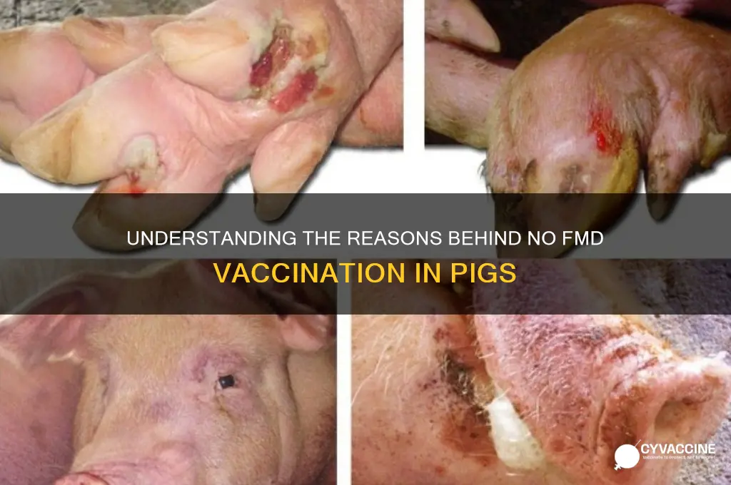 why do you not vaccinate for fmd in pigs