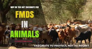 Skipping FMD Vaccines in Livestock: Risks, Reasons, and Realities
