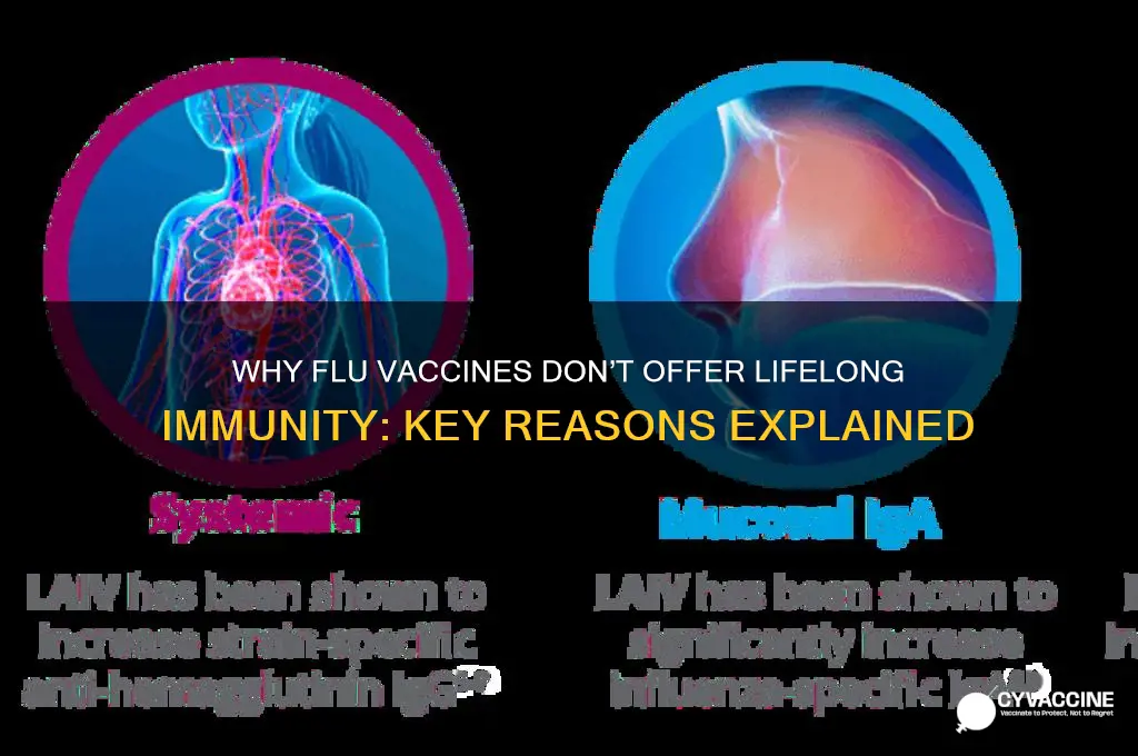 why does a vaccination for influenza not provide lifelong immunity