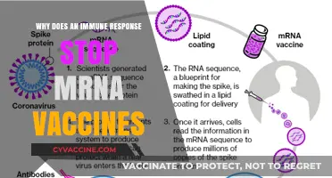 How Immune Responses Halt mRNA Vaccines: Mechanisms and Implications