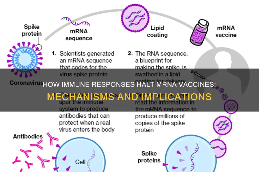 why does an immune response stop mrna vaccines
