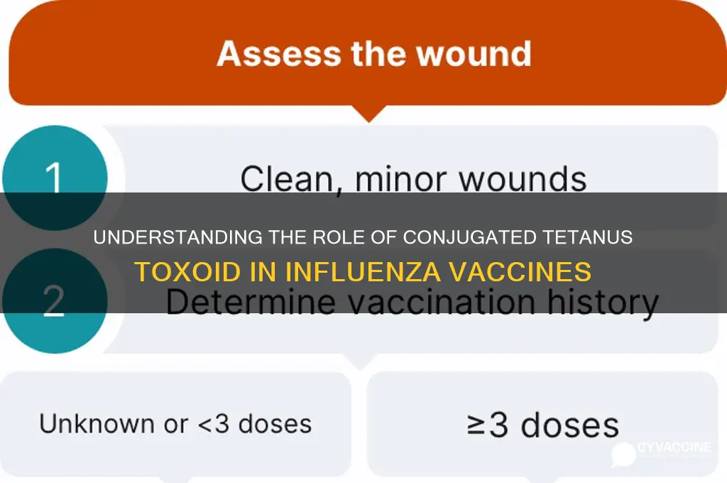 why does influenza vaccine have conjugated tetanus toxoid