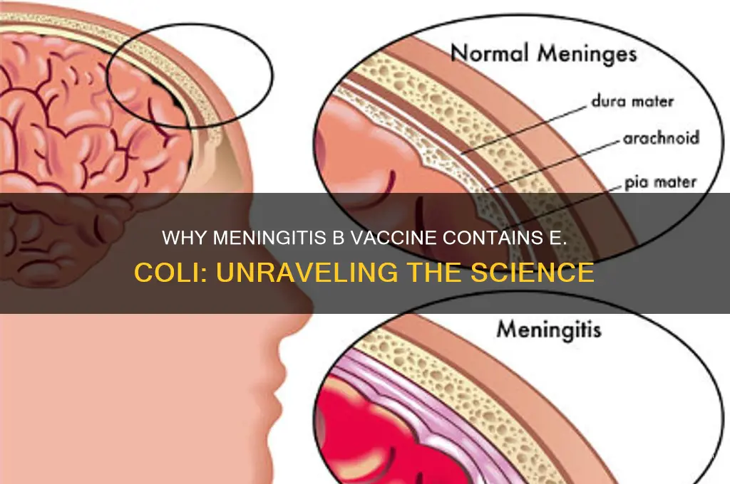 why does meninigitis b vaccine have e coli