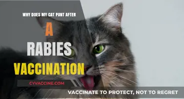 Why Cats Pant Post-Rabies Vaccination: Causes and Concerns Explained