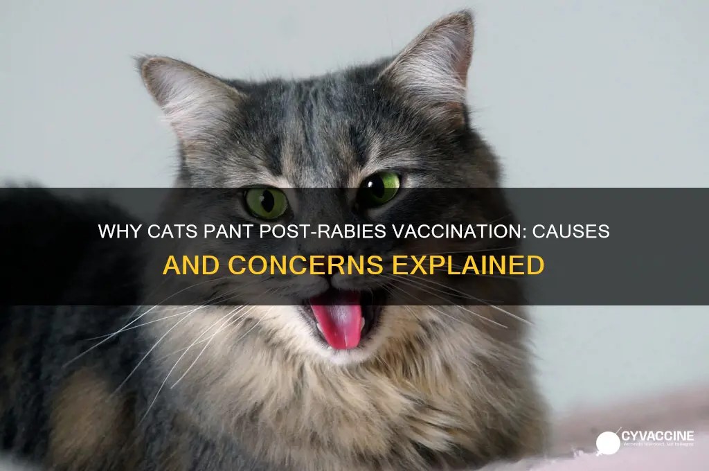 why does my cat pant after a rabies vaccination