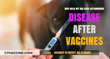 Vaccines and Autoimmune Disease in Dogs: Unraveling the Connection