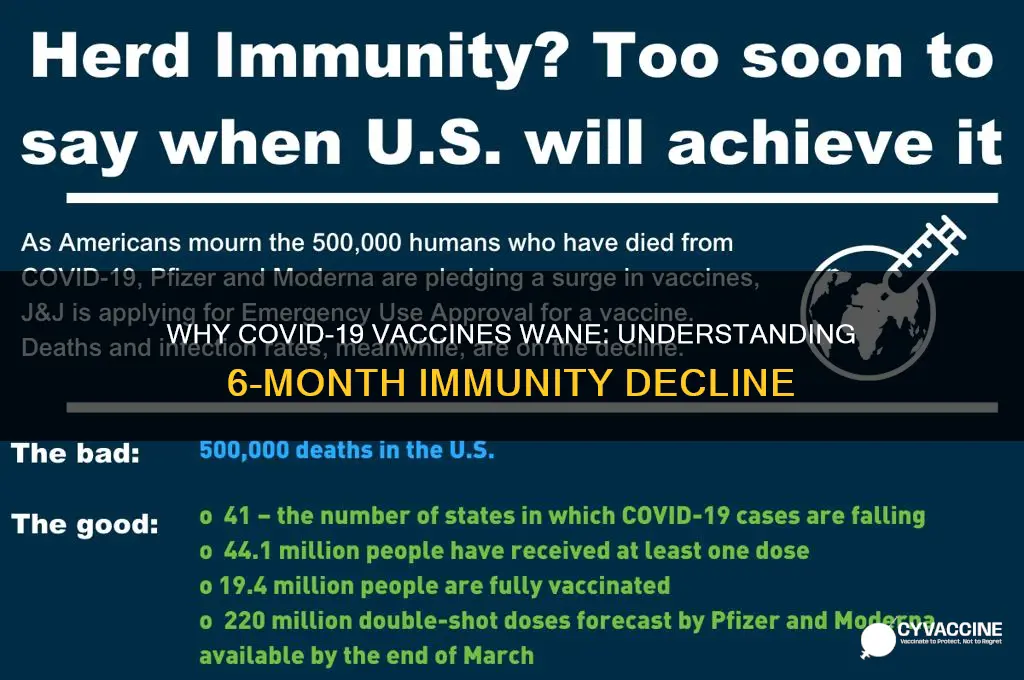 why does the vaccine only last 6 months