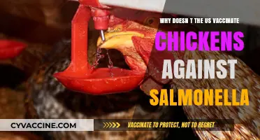 Why the US Avoids Vaccinating Chickens Against Salmonella