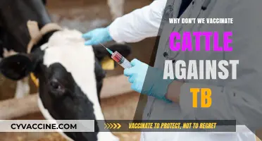 Why Cattle TB Vaccination Remains a Complex, Unresolved Challenge