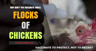 Small Flock Vaccination: Is It Necessary for Your Chickens?