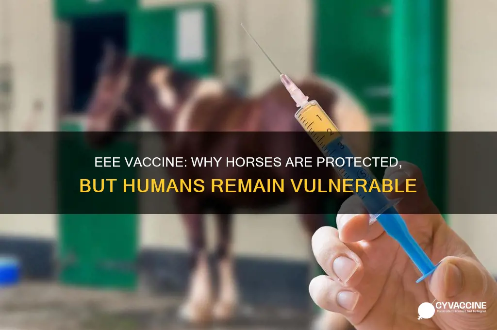 why eee vaccine for horses not for humans