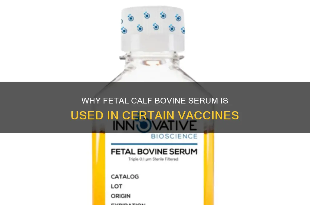 why is fetal calf bovine serum in some vaccines