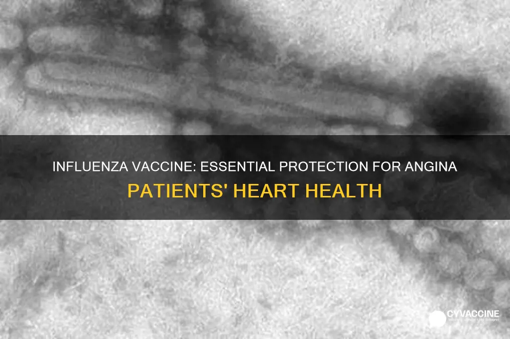 why is influenza vaccine reccomended for patients with angina