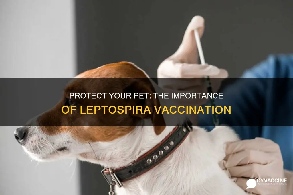 why is is important to vaccinate your pet for leptospira
