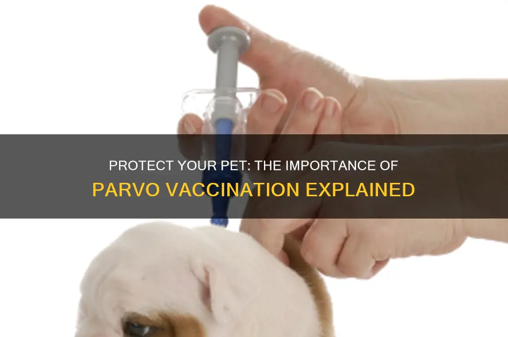 why is is important to vaccinate your pet for parvo