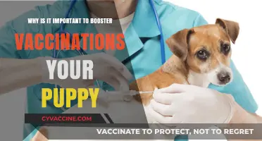 Boosting Puppy Health: The Importance of Timely Vaccination Boosters