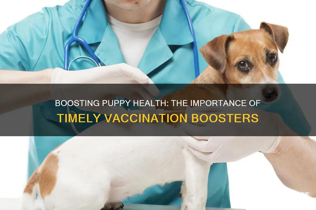 why is it important to booster vaccinations your puppy